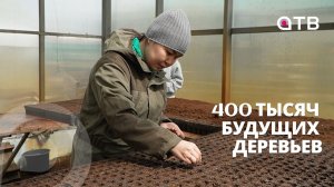 400 тысяч будущих деревьев. В Улан-Удэ посеяли семена сосны