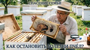 🐝 Спасение пчелиной семьи от болезней: эксклюзивный метод профессора Кашковского