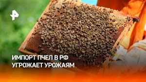 Импорт пчел в Россию угрожает пасекам и сельскому хозяйству
