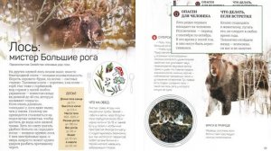 «Дико-симпатичные истории»