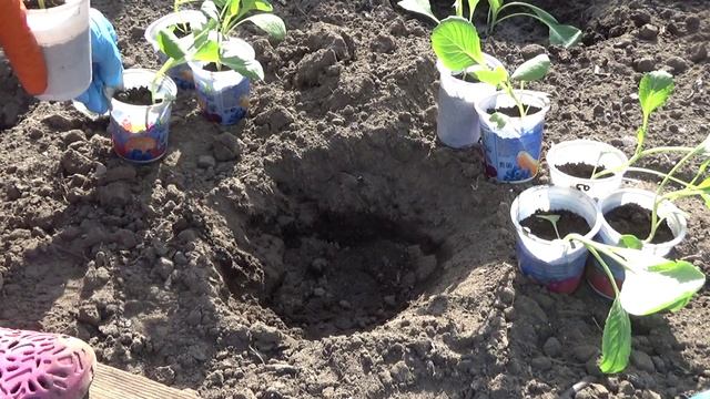 2421.  ВПЛ. Рассада капусты из стаканов , на хранение Леннокс