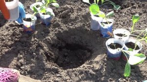 2421.  ВПЛ. Рассада капусты из стаканов , на хранение Леннокс