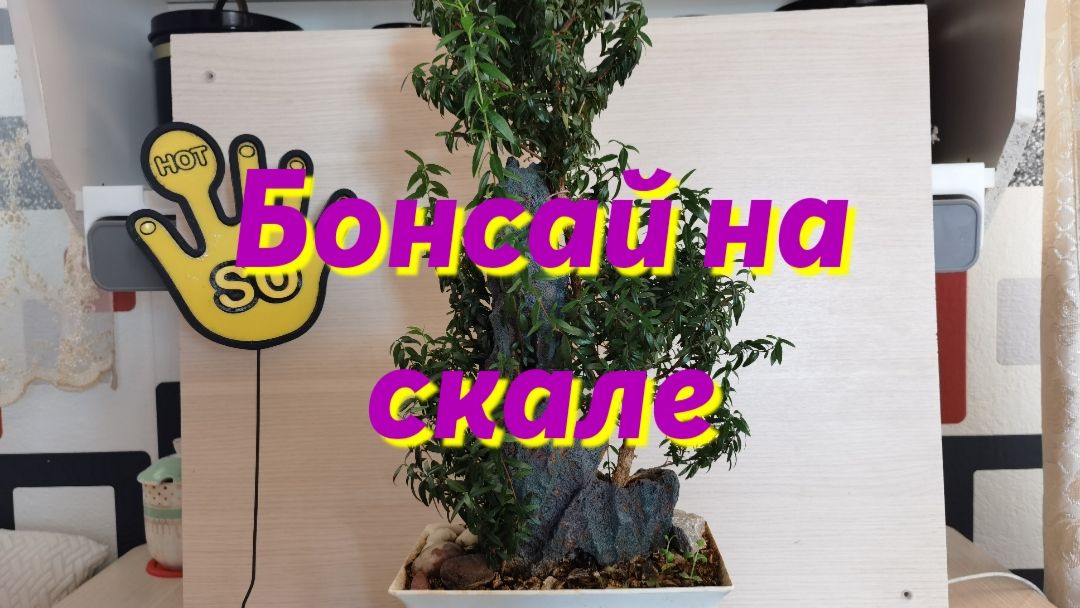 Бонсай на скале.