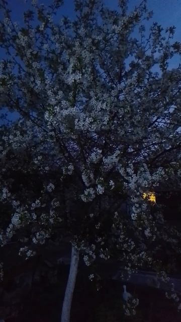1000051846.mp4
