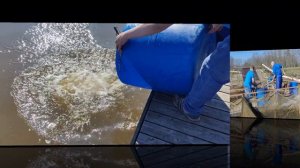 зарыбление водоёма
