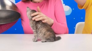 Большая, Средняя или Маленькая Тарелка Челлендж # Вкусные Рецепты с Едой от TeenDO Challenge