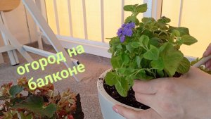 Сажаю АГЕРАТУМ в кашпо 🌱 Балкон и огород 🏡