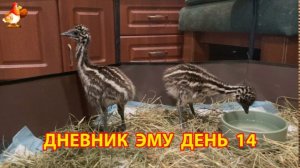 Дневник страусят Эму день 14 ч.2