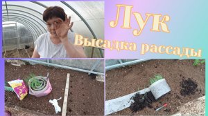 Рассада лука.Не большие тонкости.