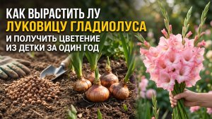Как вырастить луковицу гладиолуса из детки за ОДИН год!  Простой способ