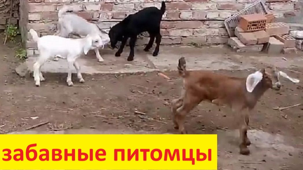 Что происходит во дворе?