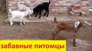 Что происходит во дворе?