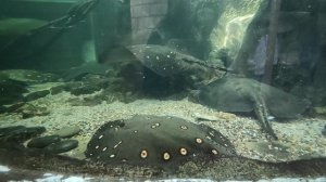 Обитатели морских глубин (океанариум Екатеринбург а)