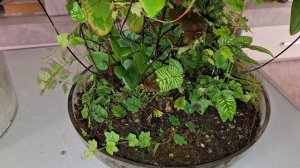 О УЖАС,МОЙ ФЛОРАРИУМ.КОМНАТНЫЕ РАСТЕНИЯ(ЦВЕТЫ).