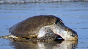 🐢ЧЕРЕПАШИЙ ДЕСАНТ АРИБАДА🌊Полмиллиона черепах захватили пляж за 10 дней