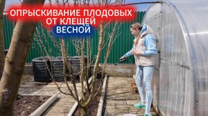 Защита сада от клещей весной: выбираем препараты и сроки обработки  яблони