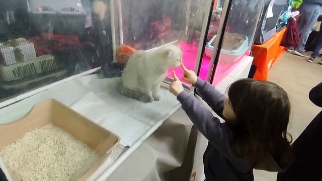 Международная выставка кошек