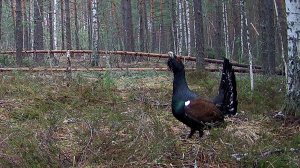 Глухариный ток за 12 апреля. Или как токуют глухари, когда нас нет