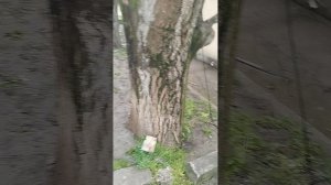 Опять 25-ДТП с заносом в остановку 2