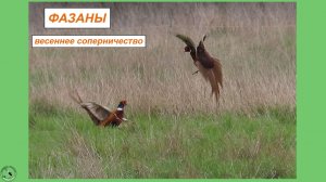 Дикие фазаны - весеннее выяснение отношений. Драка, попросту