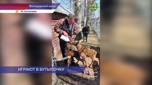 Двух лосят спасли у поселка Решетиха Володарского района Нижегородской области