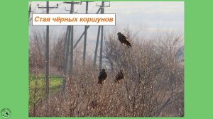 Стая коршунов у дороги. Как думаете, почему этти хищные птицы так любят дороги?