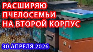 РАСШИРЯЮ ПЧЕЛОСЕМЬИ НА ВТОРОЙ КОРПУС