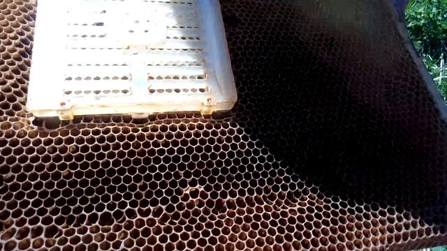 на Лесном облётнике смотреть онлайн