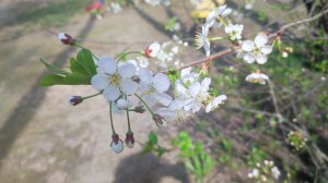 Все успеть, везде успеть. Ловлю майскую красоту.