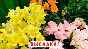 Высадка львиного зева в открытый грунт в начале мая. Львиный зев Твини и Версаль