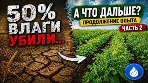 50% ВЛАГИ УБИЛИ… А ЧТО ДАЛЬШЕ? | ЧАСТЬ 2 | ОПЫТ С ГОРЧИЦЕЙ