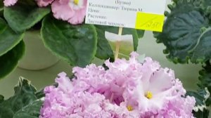 05.05.2026.Выставка фиалок в Доме фиалки.