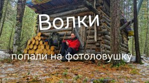 Один в лесу| Волки попали на фотоловушку