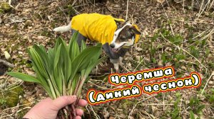 Черемша(Дикий Чеснок)