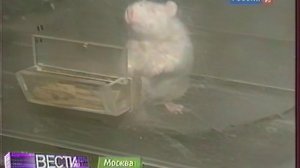 Вести Россия 2 2011 VHS
