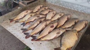 итоговый улов карпа на большом водоёме