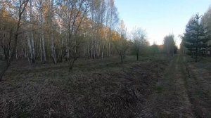 Весенний лес  в мае.