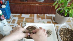 Пересадка Эсхинантус Жар птица и Церопегия Вуду вариегатная 💞