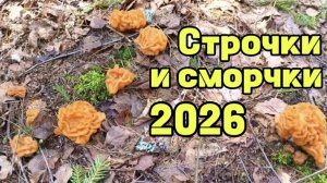 Строчки и сморчки май 2026