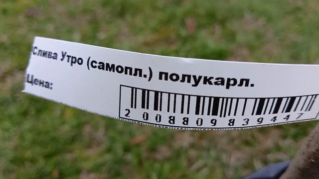 Не смогла пройти мимо. Купила саженцы черешни, сливы, яблони.
