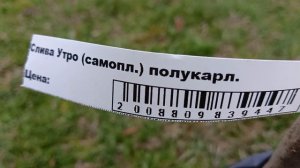 Не смогла пройти мимо. Купила саженцы черешни, сливы, яблони.