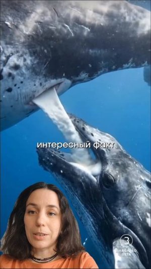 Факты о синих китах!