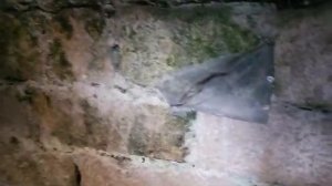 Я спускаюсь в цистерну с водой святой Вифезды