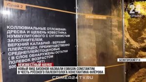 В крымской пещере Таврида нашли останки бизона ранее неизвестного вида