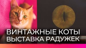 В Великом Новгороде проходит фотовыставка «Мир глазами тех, кто спасает и спасается»
