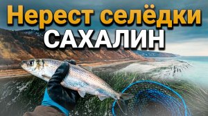 ВПЕРВЫЕ собираю селёдку сачком! #Сахалин #селедка #рыбалка #природа #нерест
