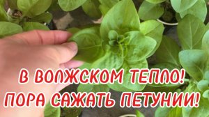 Высаживаем петунии в открытый грунт✅