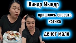 Шиндр Мындр Шоу продолжается Пришлось спасать котика
