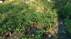 От холода к жаре за пару дней. Цветы не успевают цвести- сохнут. +28, а неделю назад был снег.