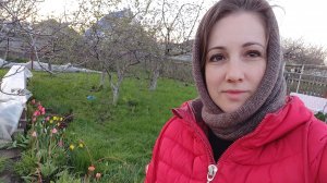 26.04.26/хризантемы из семян🏵/махровые тюльпаны🌷/танцы под шашлычок/своя первая зелень с огорода🌱